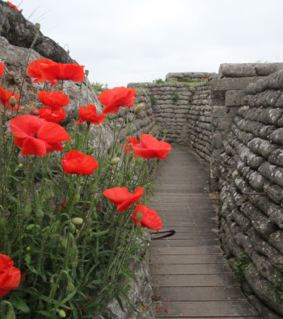 Poppy-mainpage